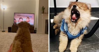 33 Small But Fiercely Cute Teacup Dogs On Instagram