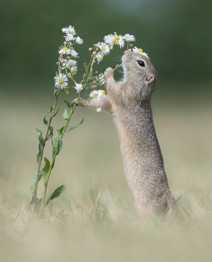 “A ground squirrel smelling the flowers”