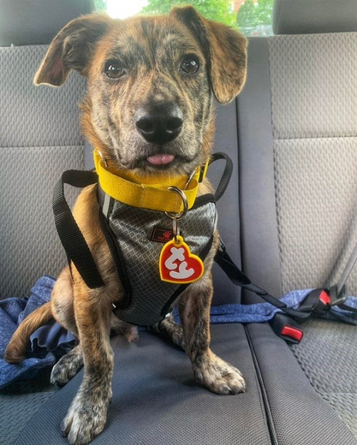 8. Here's Archer. We got him after saving up for three years