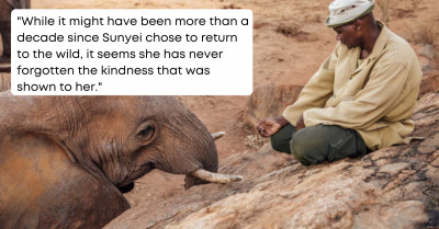 After More Than A Decade, Rescued Elephant Makes Triumphant Return From The Wild To Pay A Visit To The Man Who Raised Her