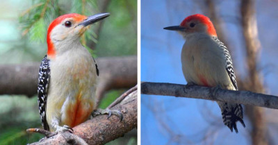 Red-Headed Woodpecker With Zebra-Striped Wings and a Belly Color That Sets It Apart From Other Birds