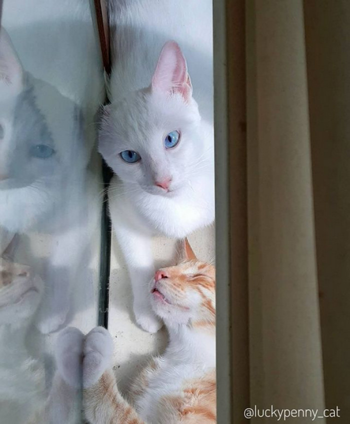 Penny lives and loves life alongside her