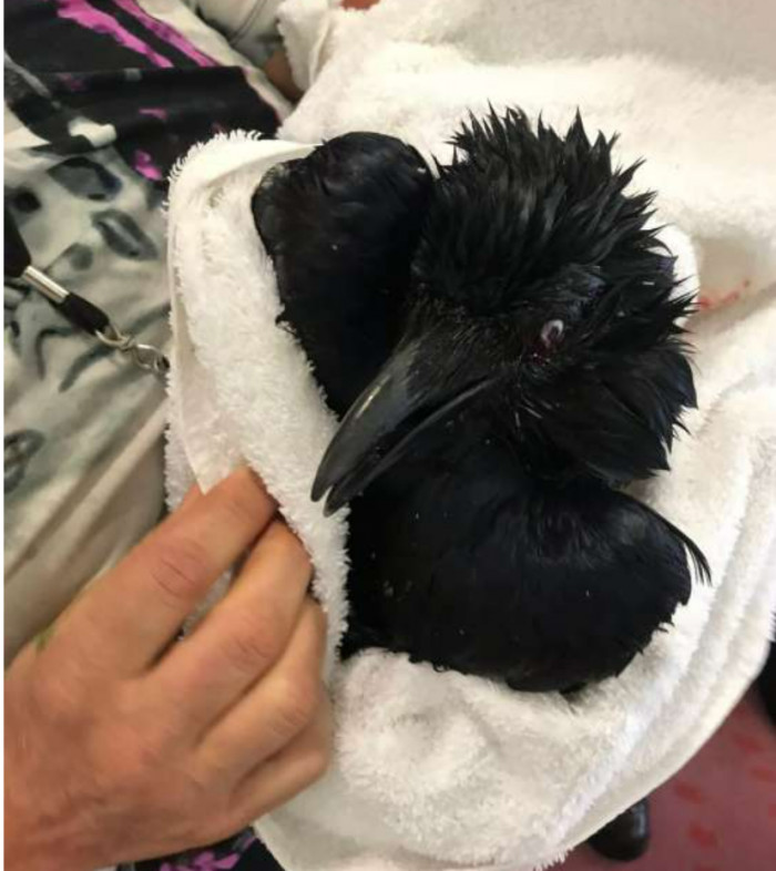 The injured crow getting all the attention, medical and emotional.