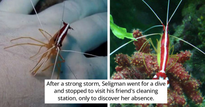 Diver Meets A Cleaner Shrimp Who Gives Him Teeth Cleanings From Time To Time (Videos)