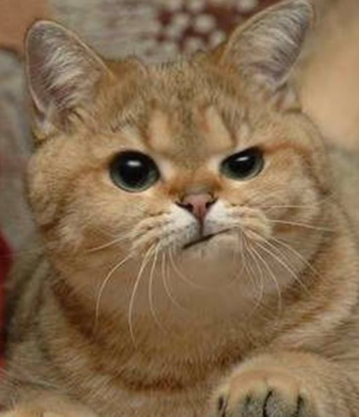 15. Such an adorable grumpy face in such a small body.