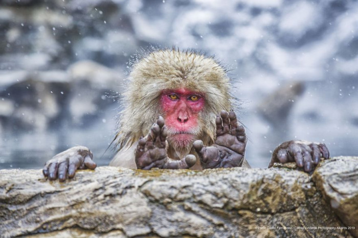Ouch moment, animal looks startled, comedic “Light up” caption style