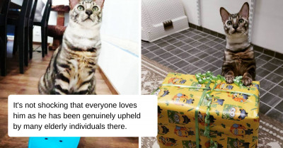 Meet A Gifted Therapy Cat With Over a Dozen Pawsome Tricks Up His Sleeve