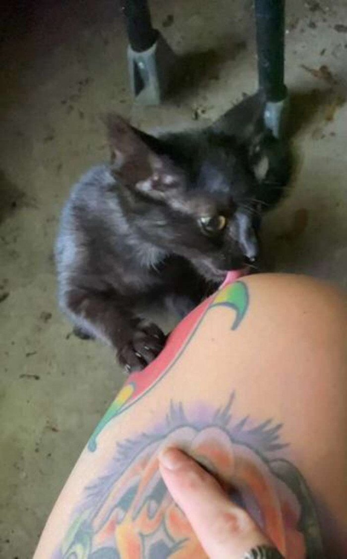 There is no way of knowing how Black Bean ended up in the Taco Bell drive-thru, but one thing is for sure: he was in the right place at the right time!