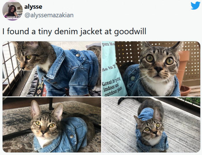 3. This cat looks so handsome and smart in its new outfit.