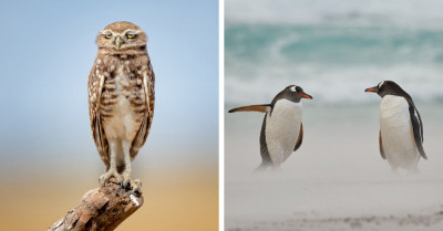 40 Funniest Photos In The 2021 Comedy Wildlife Photography Awards