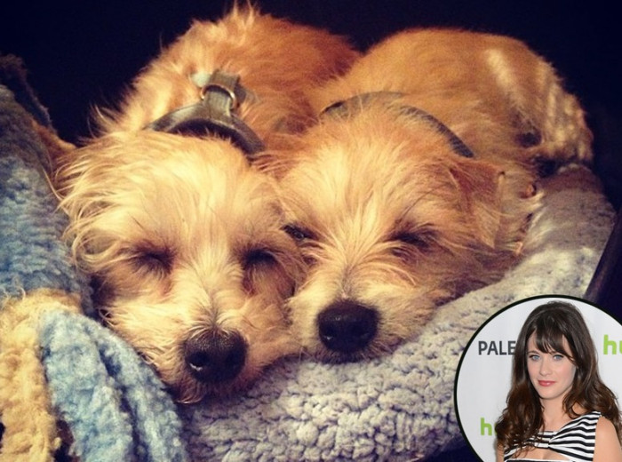 33. Zooey Deschanel and her two rescue dogs