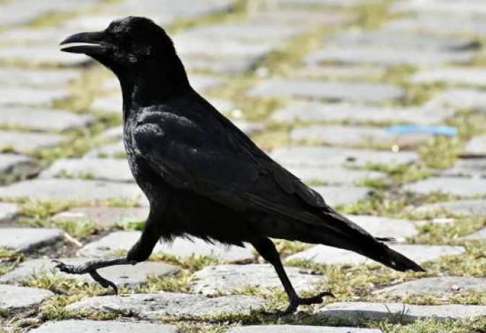 There’s a video that stands apart from the rest with respect to an extremely sharp little crow.