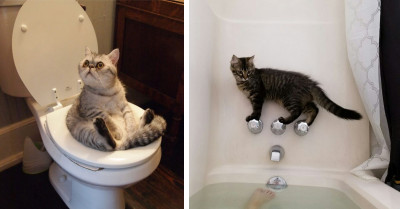 These 19 Hilarious Photos Of Cats High On Catnip Will Make Your Day