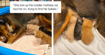 Rescued Dog Who Lost All Her Babies Fostered Three Orphaned Kittens