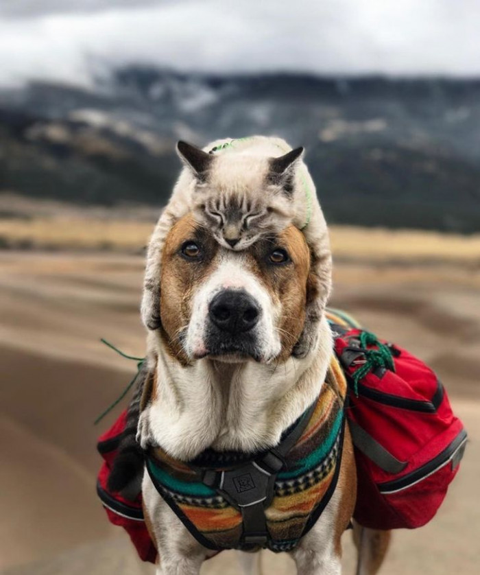 5. A cat hat for my dog, and out we go.