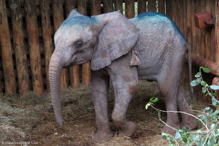 Here's a baby elephant up and about