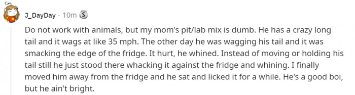 8. This is actually quite common with labs...