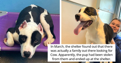 Shelter Dog Has The Best Reaction After Getting Reunited With Family He Lost