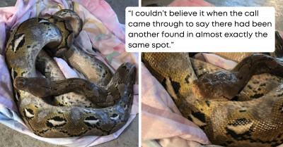 A 10-Foot Python Hanging On A Tree By The Road Shocked UK Drivers