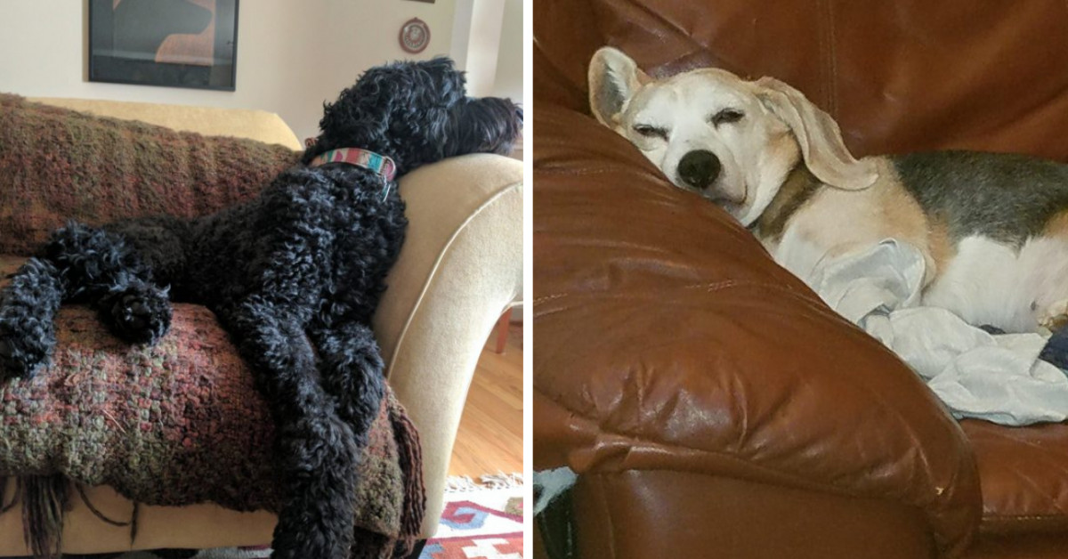 20 Adorable Pictures Of Senior Dogs Will Make You Want To Adopt One Too