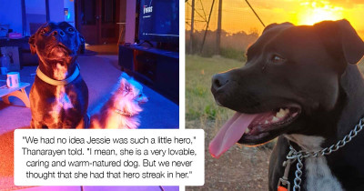 Heroic Moment of Dog Rescuing Her Brother from the Swimming Pool Caught on Security Camera