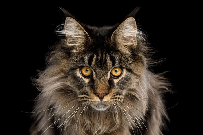 9. The Maine Coon breed is the largest of all domestic cats.