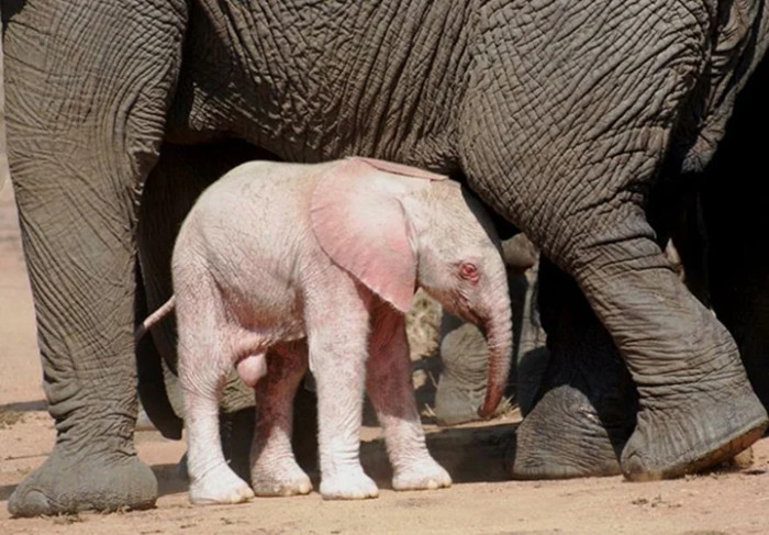 Although there is worry that this baby elephant would have a hard time surviving
