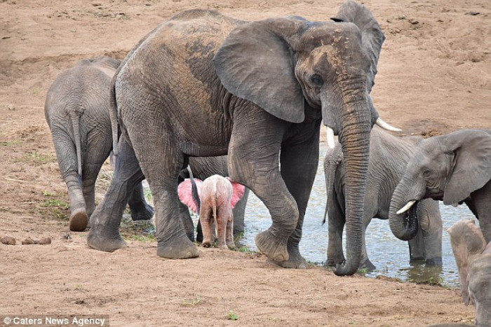 Usually elephants that are suffering from Leucism would grow darker and the pink would stay behind their ears