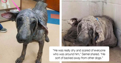 Dog Looking Like A Stone Statue Transforms Into His True Handsome Self