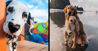 23 Adorable Doggos That Could Seize Even the Cat Lover’s Soul