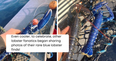 Stunning and Rare Bright Blue Lobster Caught in Fisherman's Net