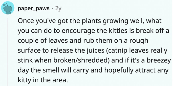 The real trick to catnip is to, apparently, rub it on rough surfaces to release the juices