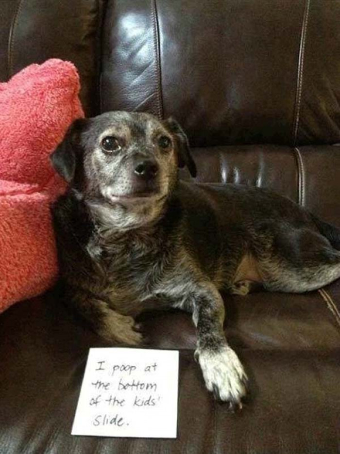 12. Bad doggie!