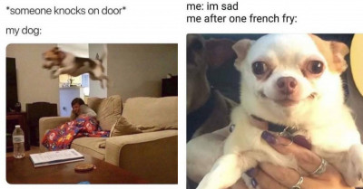 44 Dog Memes To Make Your Day In Case You're In Need