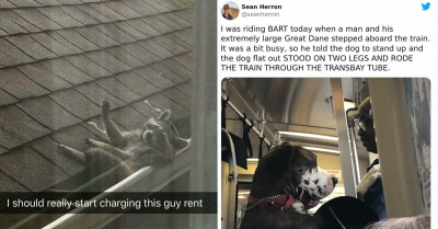 An Online Group Has Documented 35 Times Where Animals Acted Very Much Like Humans, And It’s Certain To Brighten Up Your Day