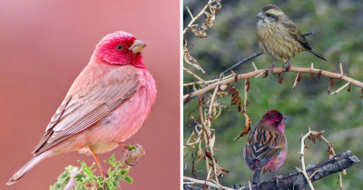 The Pink-Browed Rosefinch Is A Bird That's Almost Too Pretty To Be Real