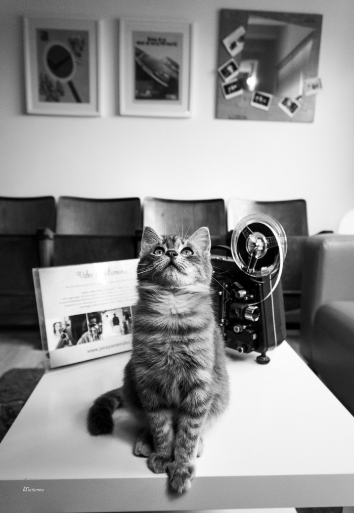 Marianna Zampieri photographing cats in business settings for her C-AT WORK series