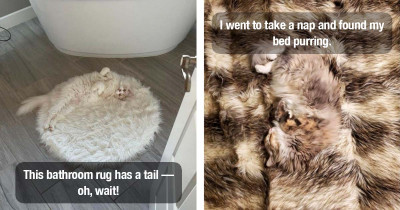 17 Photos Of Pets That Perfectly Blend With Their Surroundings
