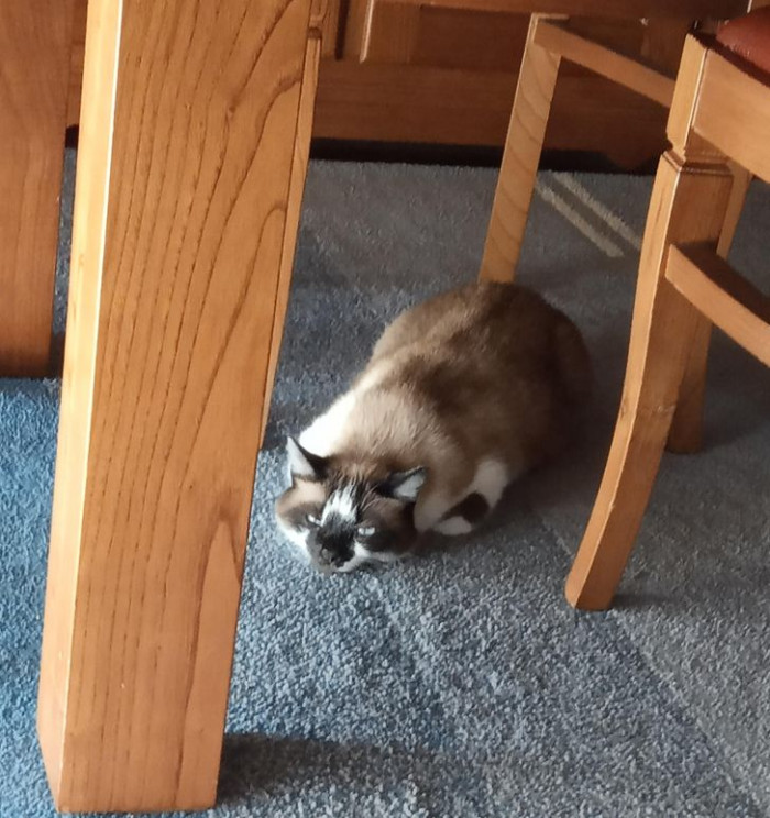 8. This kitty just wants to loaf