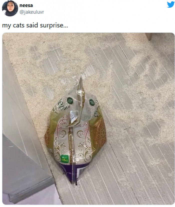 21. This cat said, "Hey, have you been thinking about deep cleaning lately? No?"