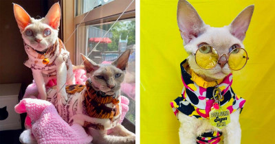 Sphynx and Devon Rex Duo Are Bringing Pawesome Style and Art to Instagram with a Dash of Cattitude