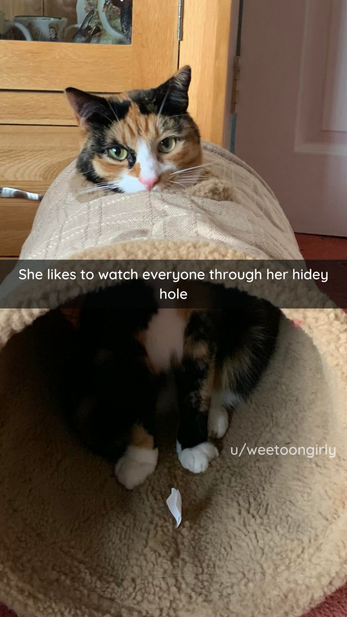 15. Hidden & Exposed: Schrödinger's Cat?
