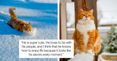 Chubby Cat From Russia Adores Playing In Snow