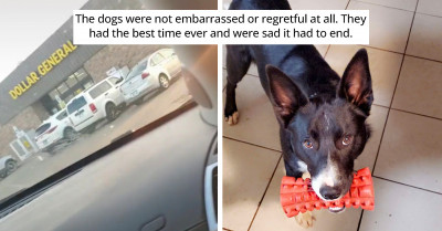 Dogs Jump Fence and Sneak to Local Dollar Store to Shop for Dog Toys Without Telling Mom