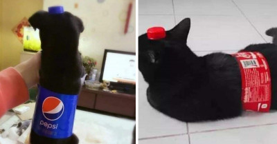 Crazy Trend Has Caught Momentum As People Are Sharing Pictures Of Their Pets Dressed As Soda Bottles