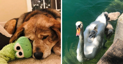 24 Of The Sweetest Animals That Will Overwhelm You With Happiness