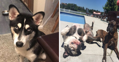 Twitter User Shares A Funny Story About How Her Dogs Got Kicked Out Of Daycare