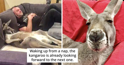 This Rescue Kangaroo Loves To Chill On The Couch With His Dad So Much That He Made It A Part Of His Daily Routine