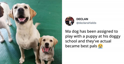 15+ Times Animals Ended Up Being The Best and Most Funny Creatures in Our World