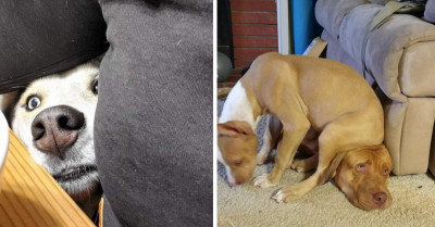 23 Hilarious Pictures of Pets That End Your Delusion of Having Trained Them Well